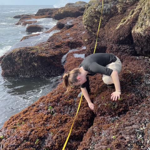 A college student kneels on a rocky shoreline covered in seaweed.