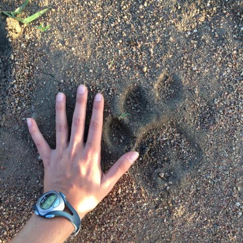 A human hand next to a lion paw print in the dirt