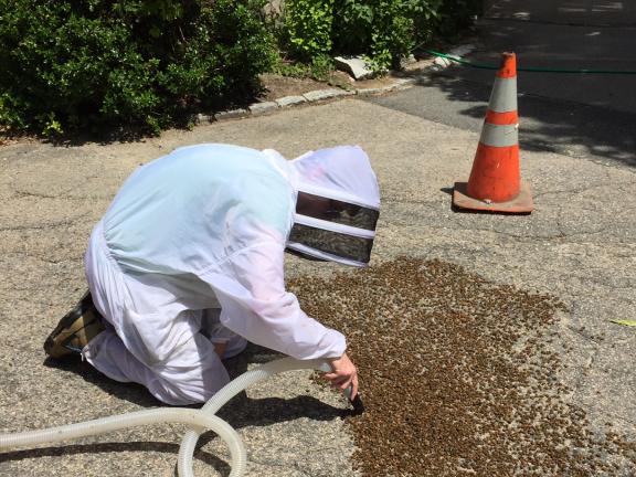 A person in a beekeeping suite vaccums bees off of the ground